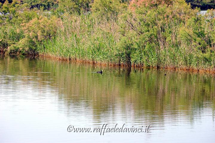 11.5.2011 Saline di Priolo con Antonella (70).jpg